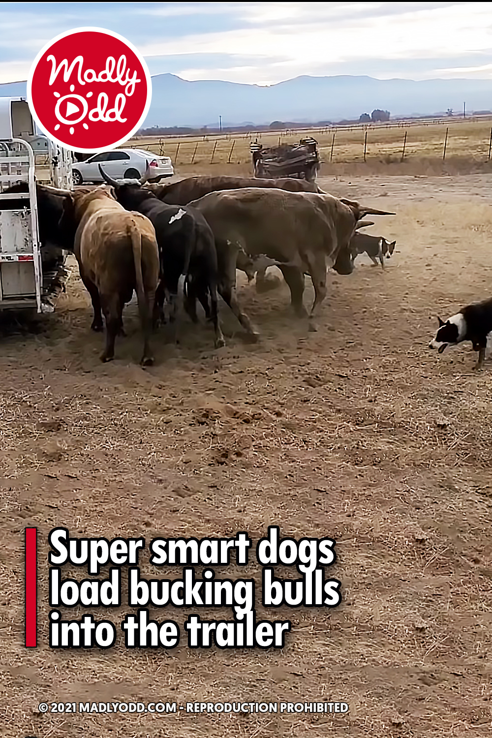 Super smart dogs load bucking bulls into the trailer