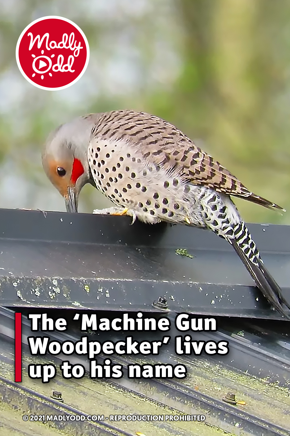 The ‘Machine Gun Woodpecker’ lives up to his name