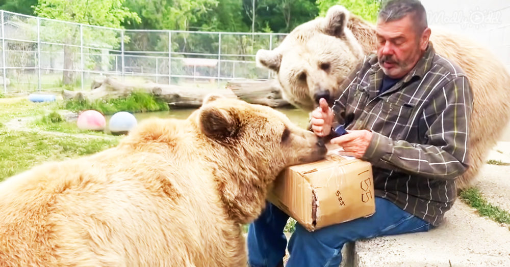 Orphaned bears play with caretaker in adorable video