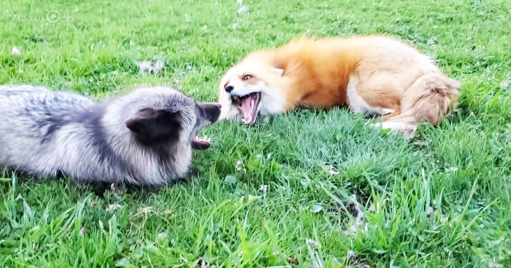 These foxes know how to enjoy their playtime