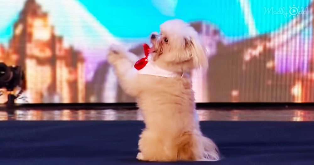 Adorable pup impresses audience with his outstanding talent