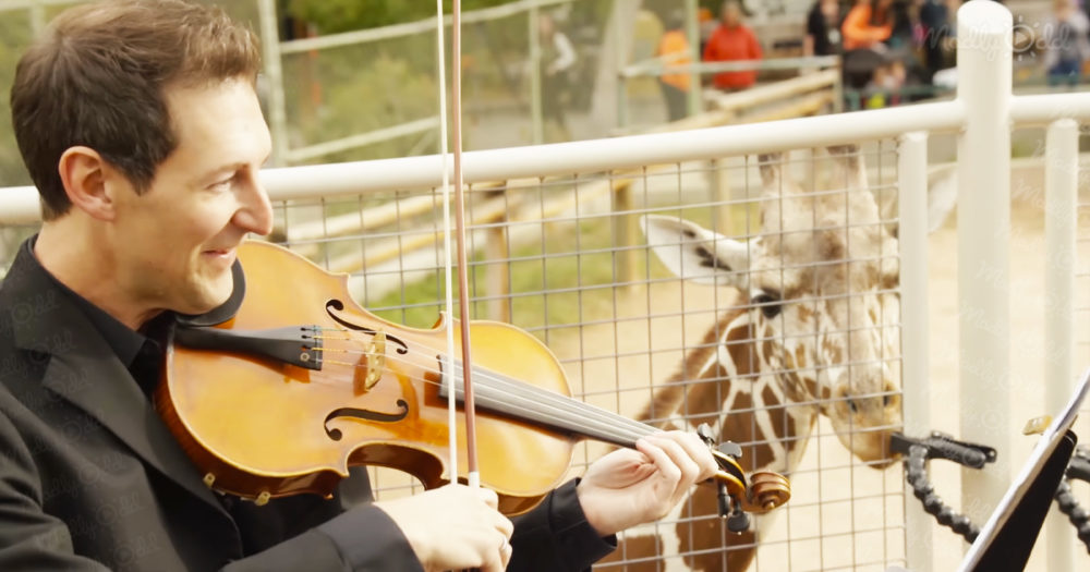 Happy giraffes dance to sound of Colorado Symphony performance