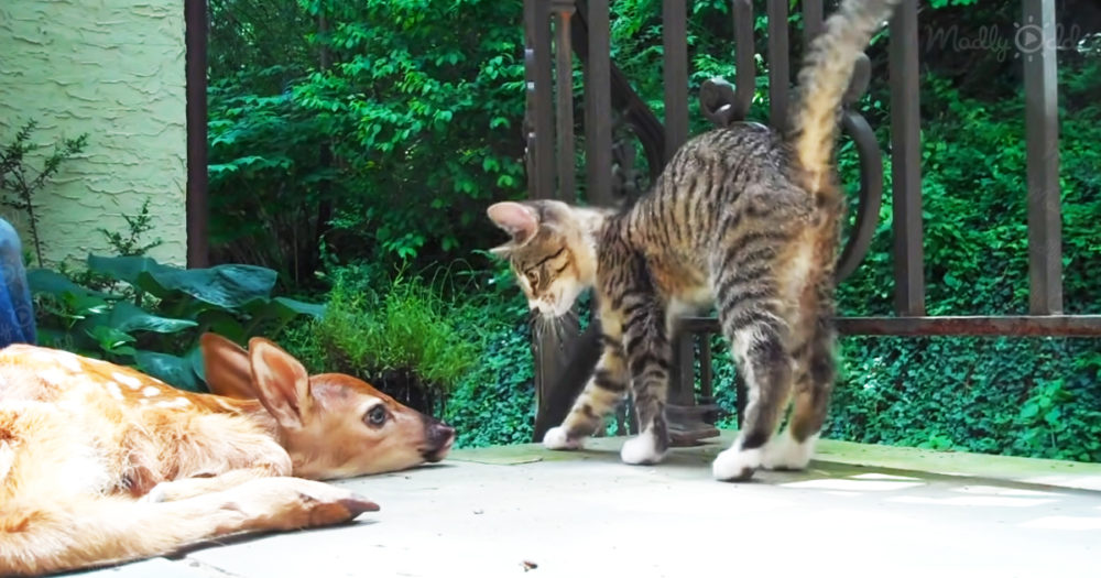 Excitable kitten curiously prods a baby deer at the front door