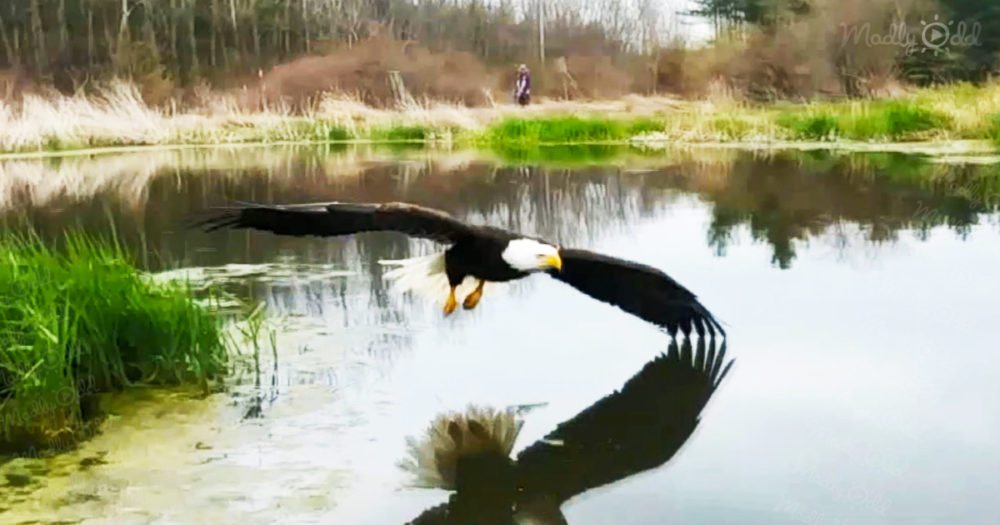 A photographer captures once in a lifetime photo of bald eagle