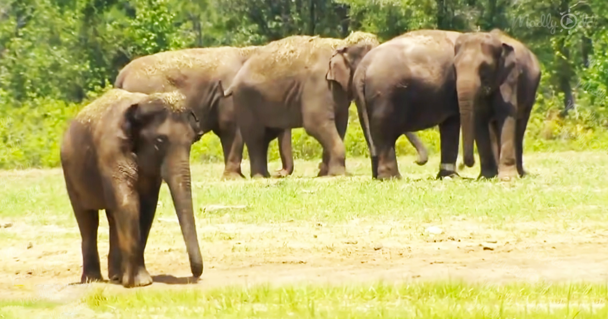 Incredible Florida reserve provides safe home for retired circus elephants
