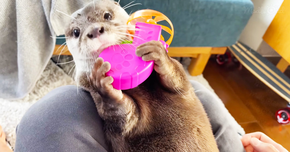 Sweet otter is addicted to playing with flying propeller toy