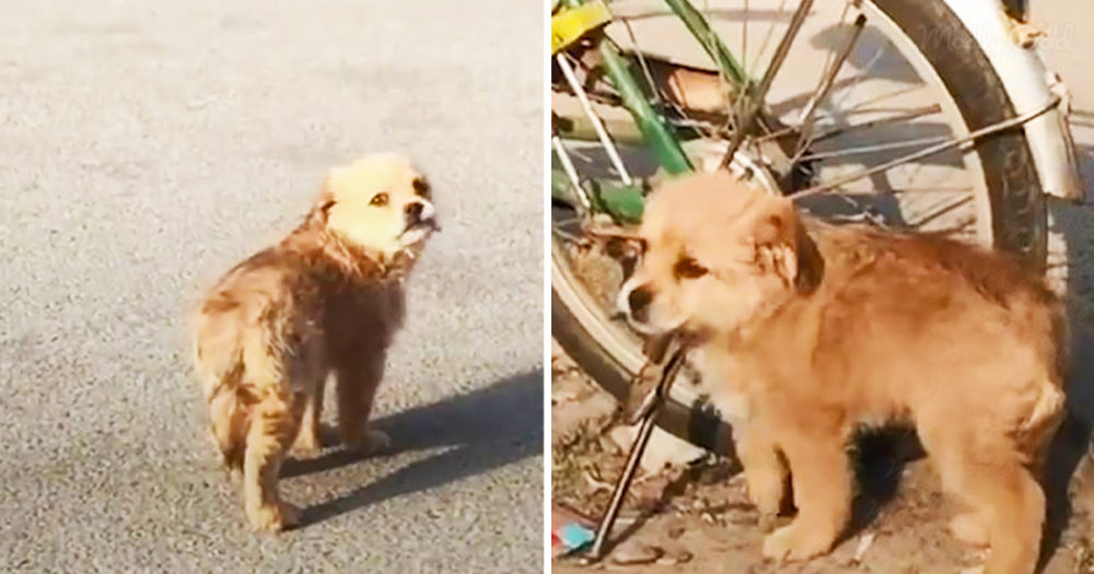 This lonely little puppy whimpers until someone comes to his rescue