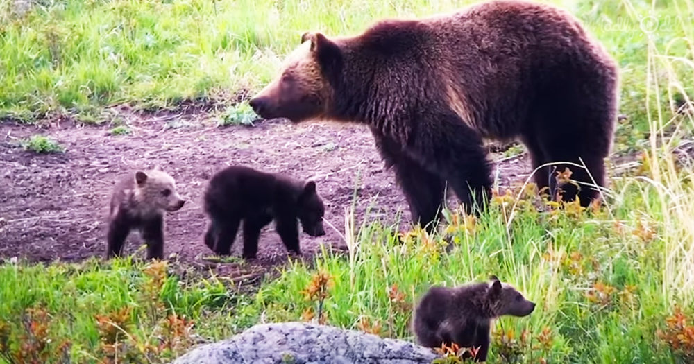 Yellowstone videos capture bear family over three years of life