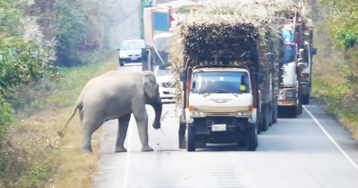 Elephant steals sugarcane amidst traffic