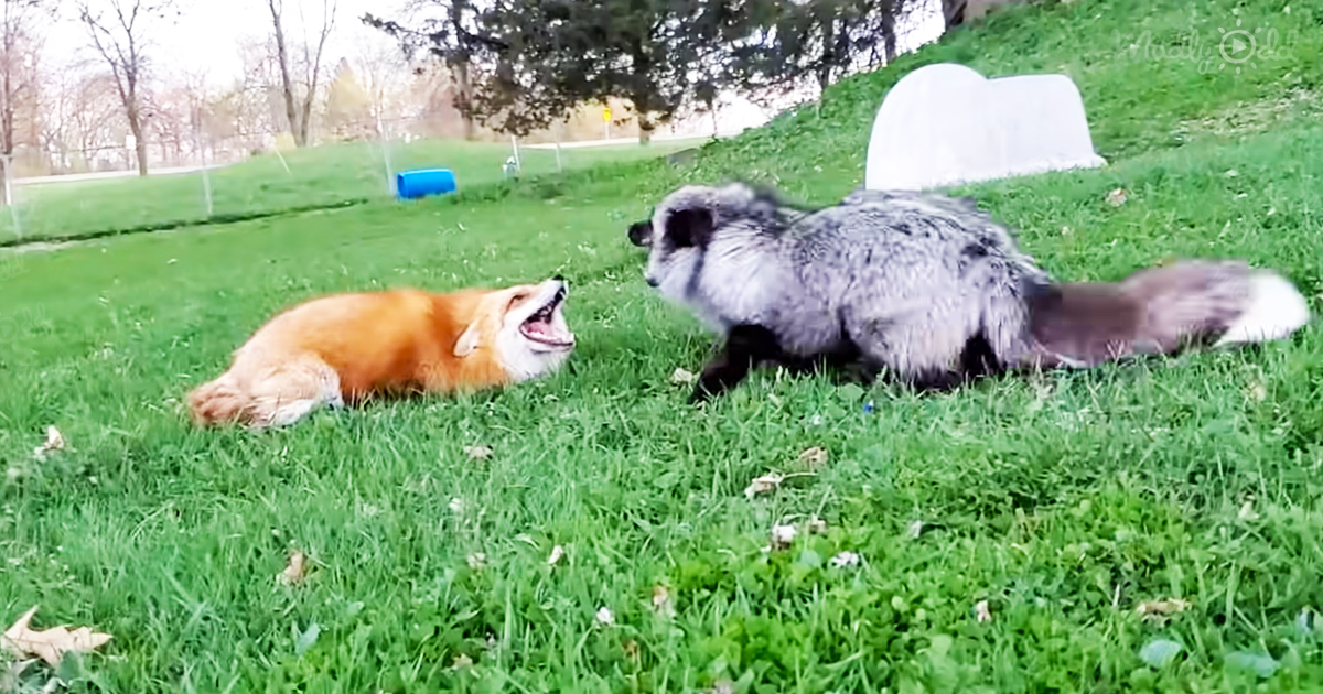 These foxes know how to enjoy their playtime