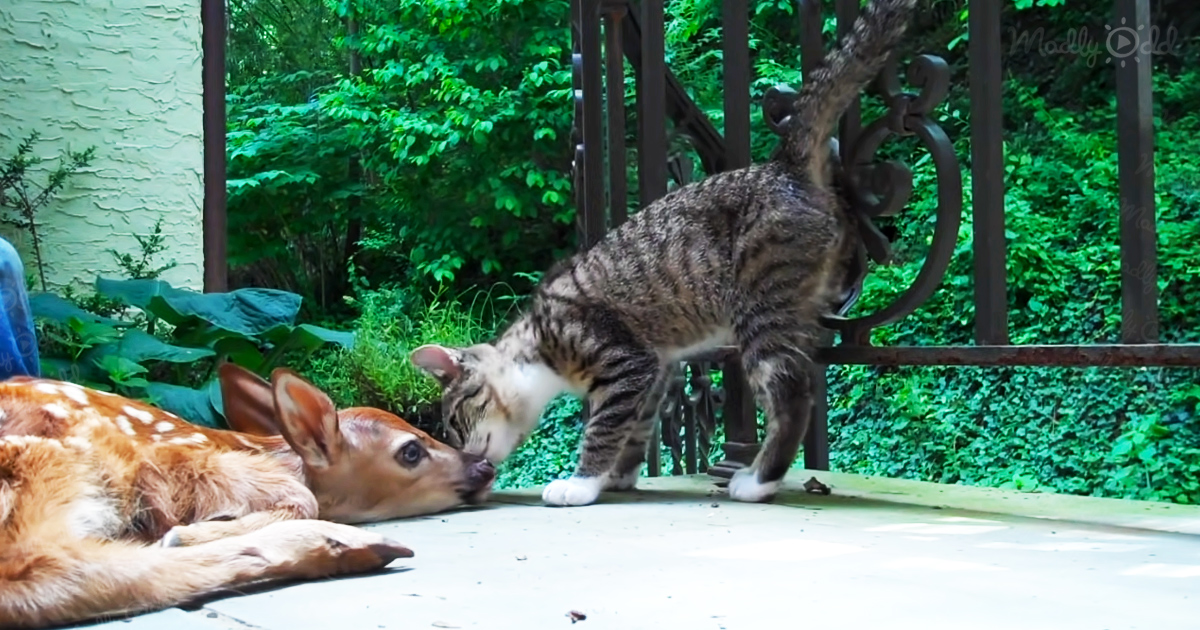 Excitable kitten curiously prods a baby deer at the front door