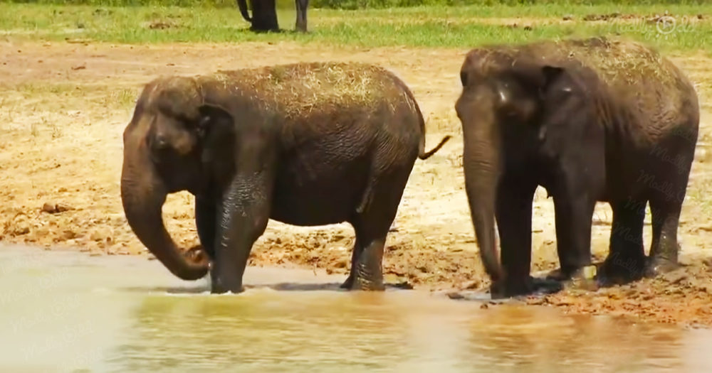 Incredible Florida reserve provides safe home for retired circus elephants