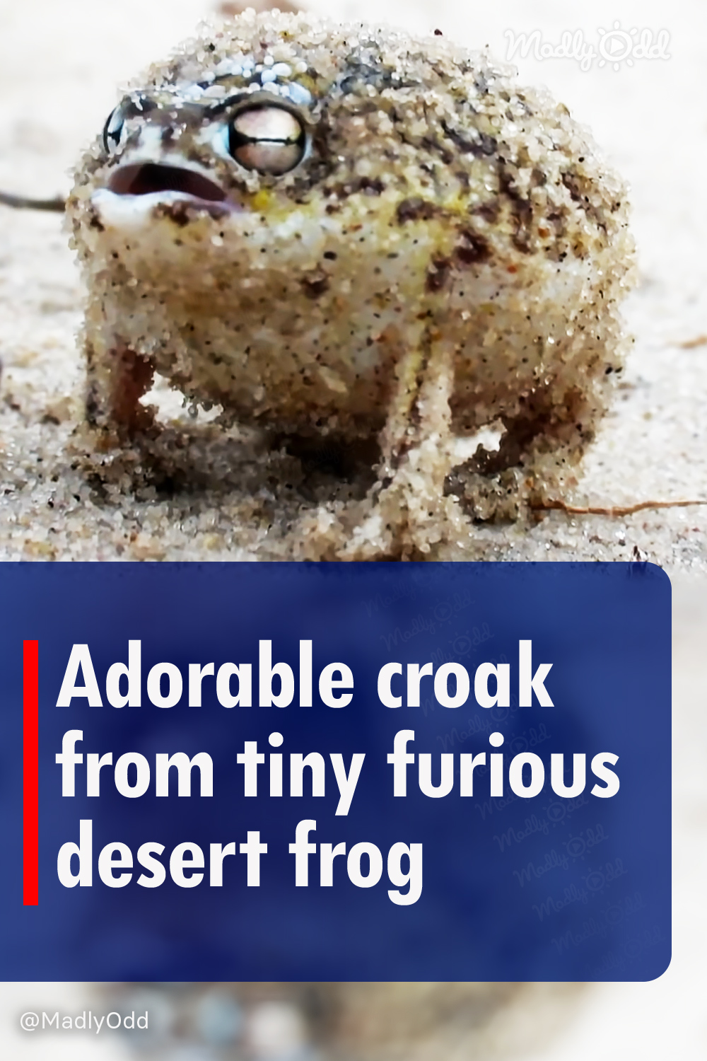 Adorable croak from tiny furious desert frog