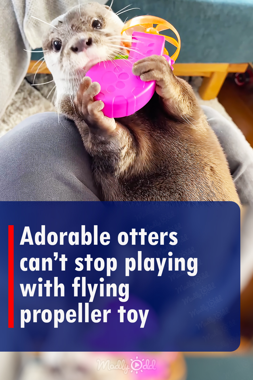 Adorable otters can’t stop playing with flying propeller toy