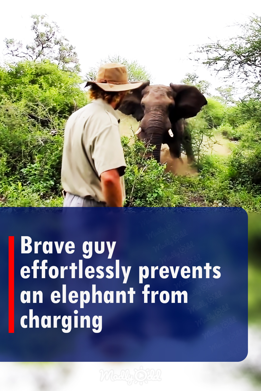 Brave guy effortlessly prevents an elephant from charging