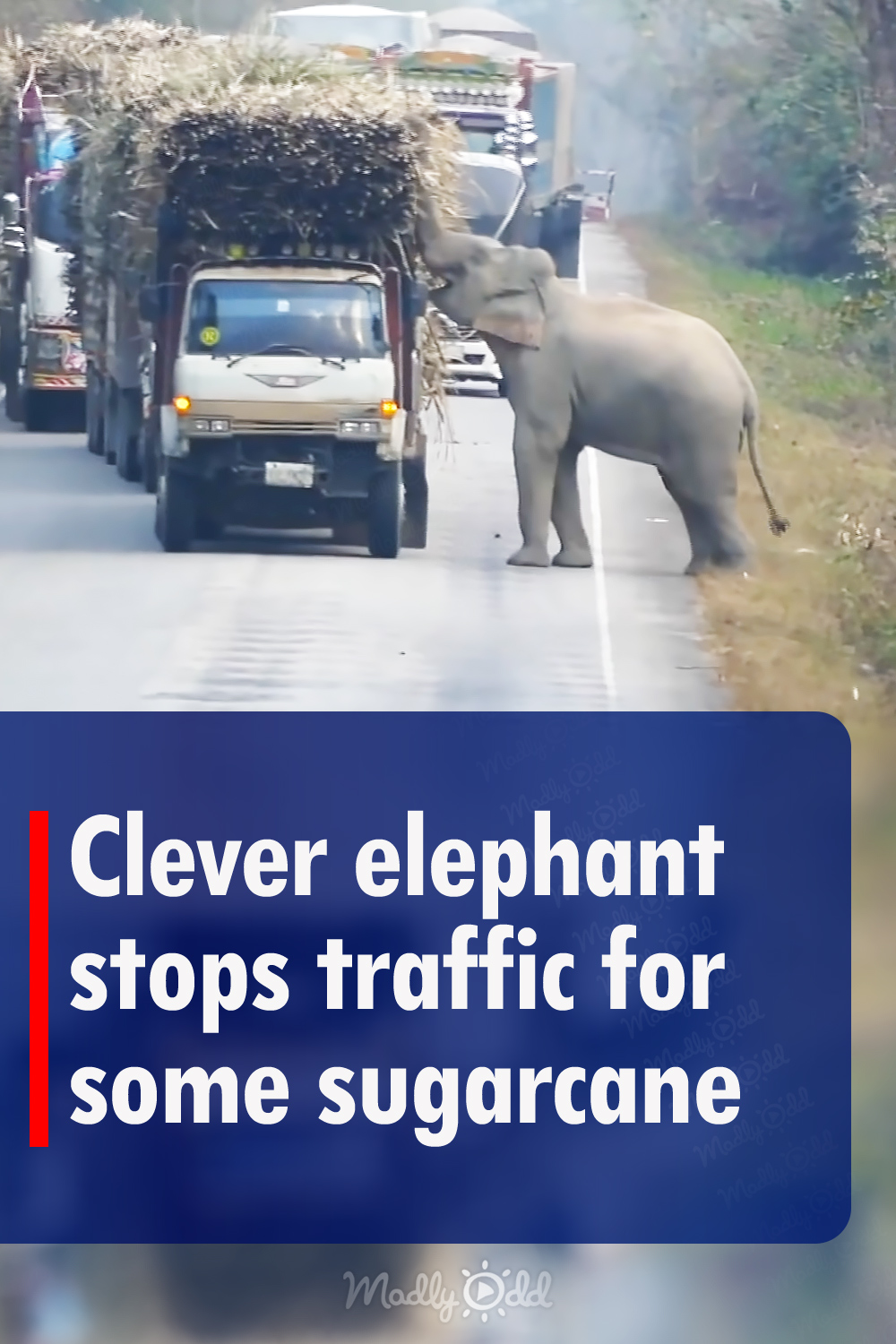 Clever elephant stops traffic for some sugarcane