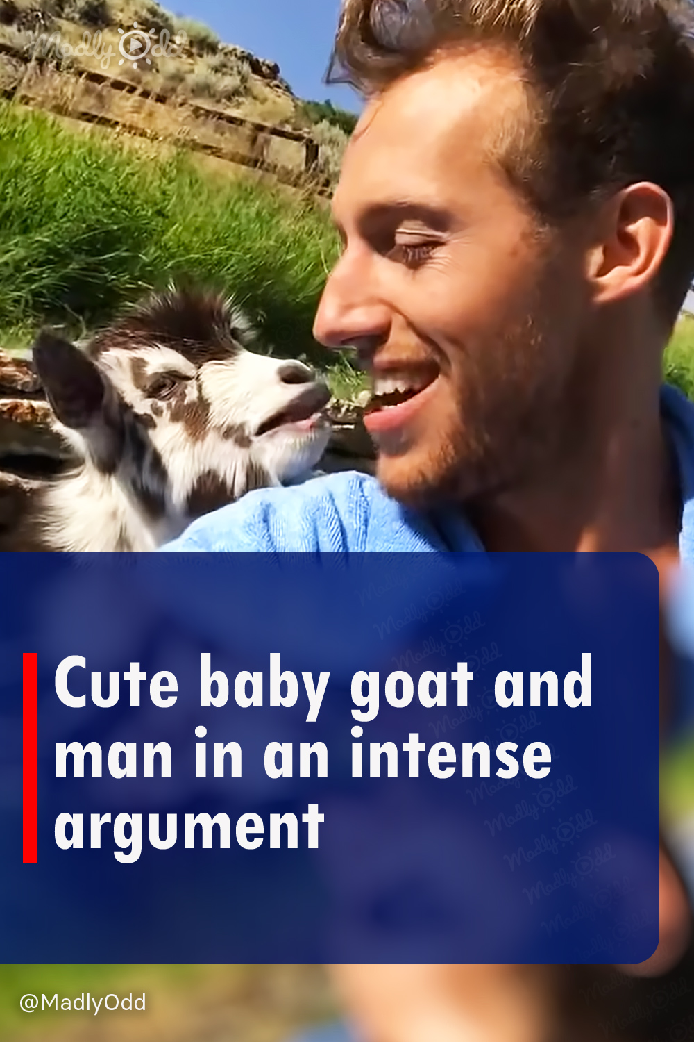 Cute baby goat and man in an intense argument