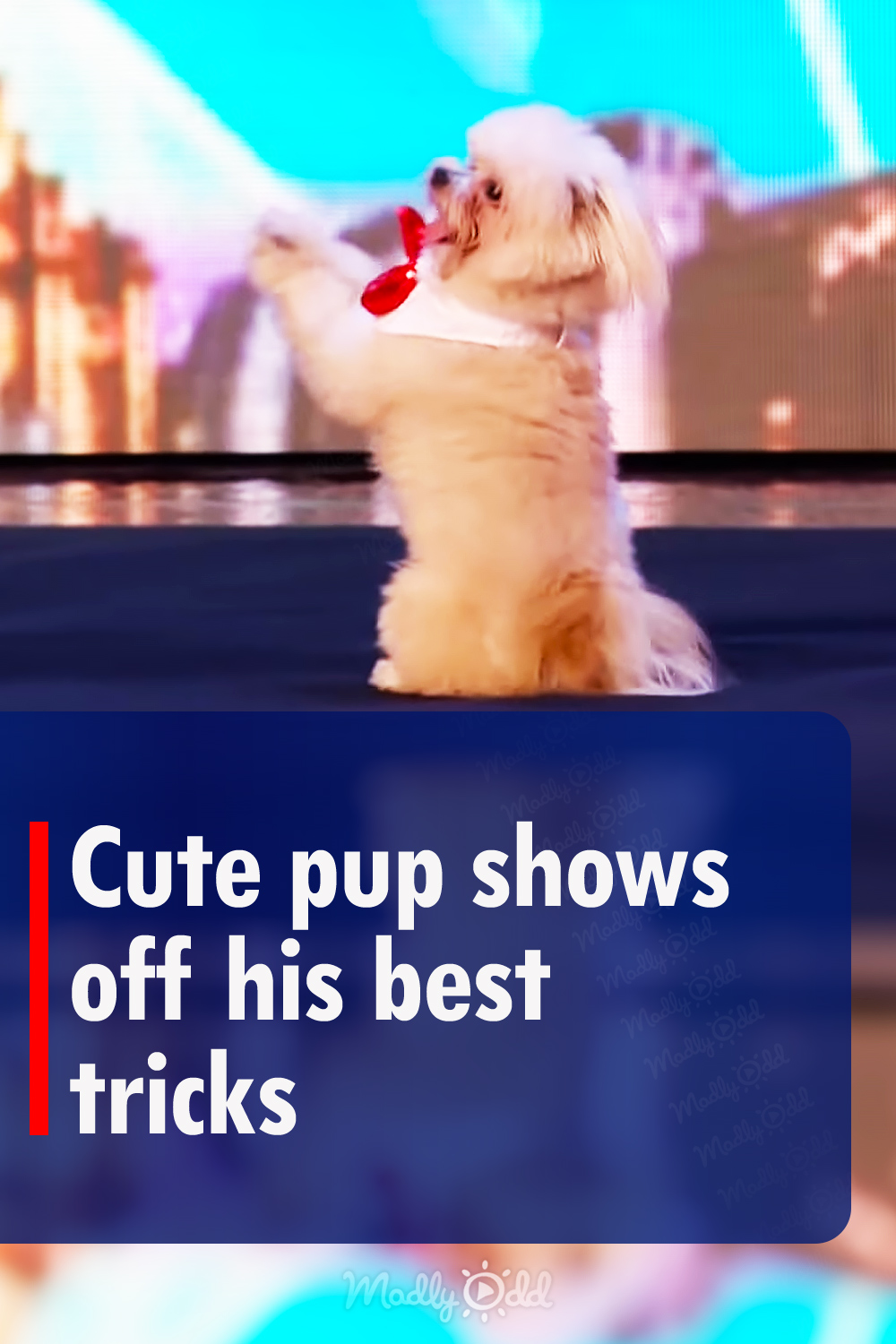 Cute pup shows off his best tricks
