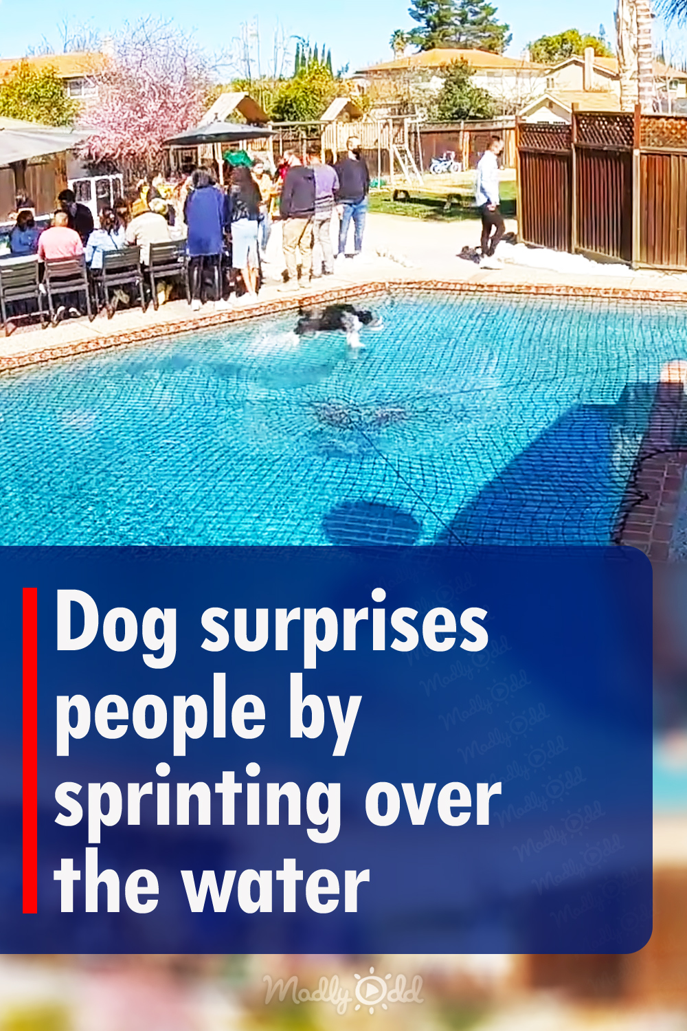 Dog surprises people by sprinting over the water