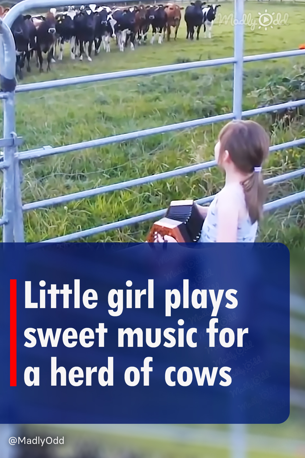 Little girl plays sweet music for a herd of cows