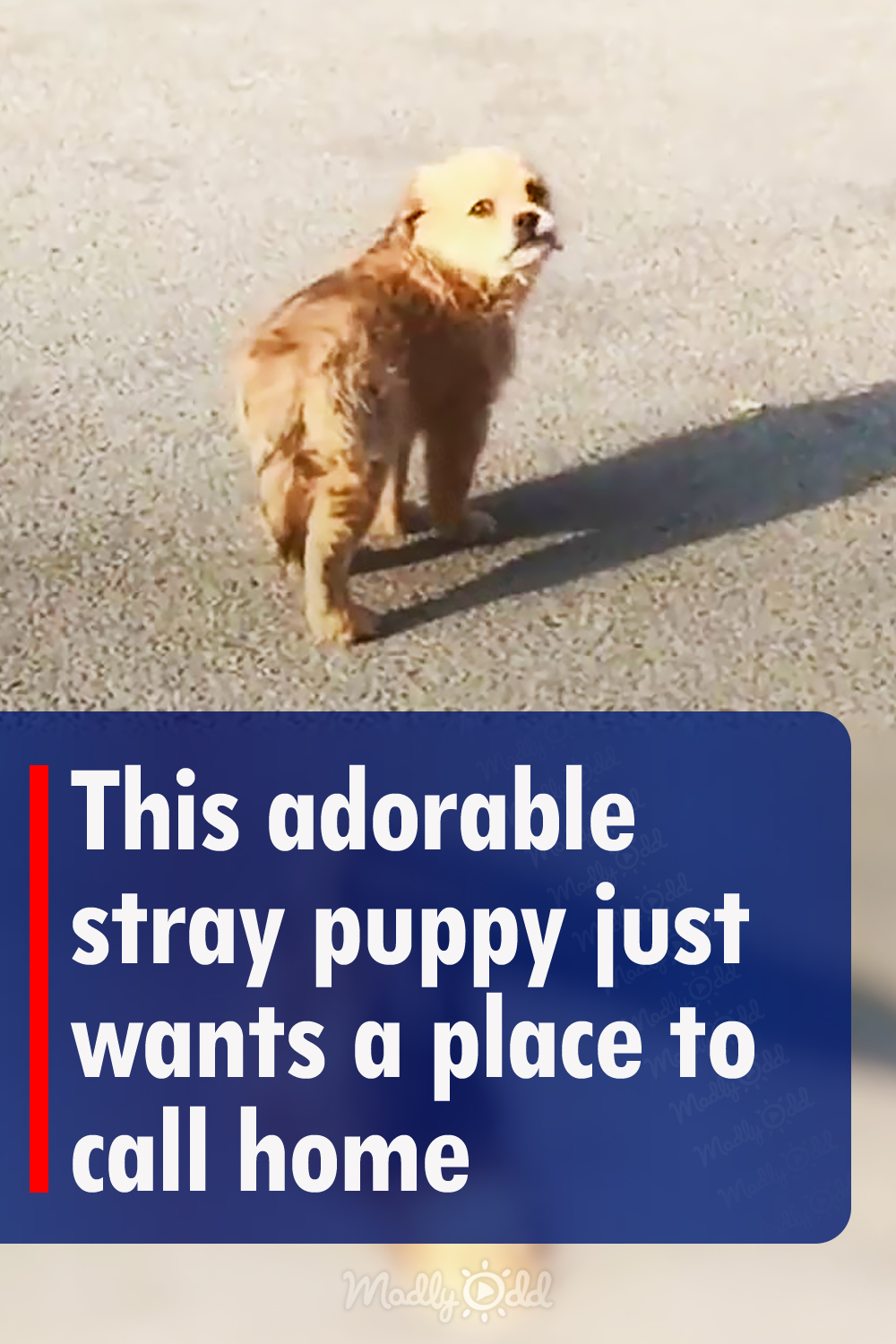 This adorable stray puppy just wants a place to call home