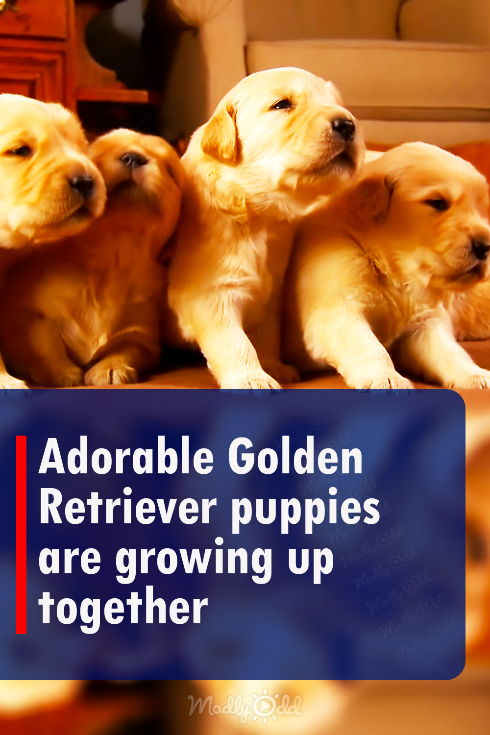 Adorable Golden Retriever puppies are growing up together