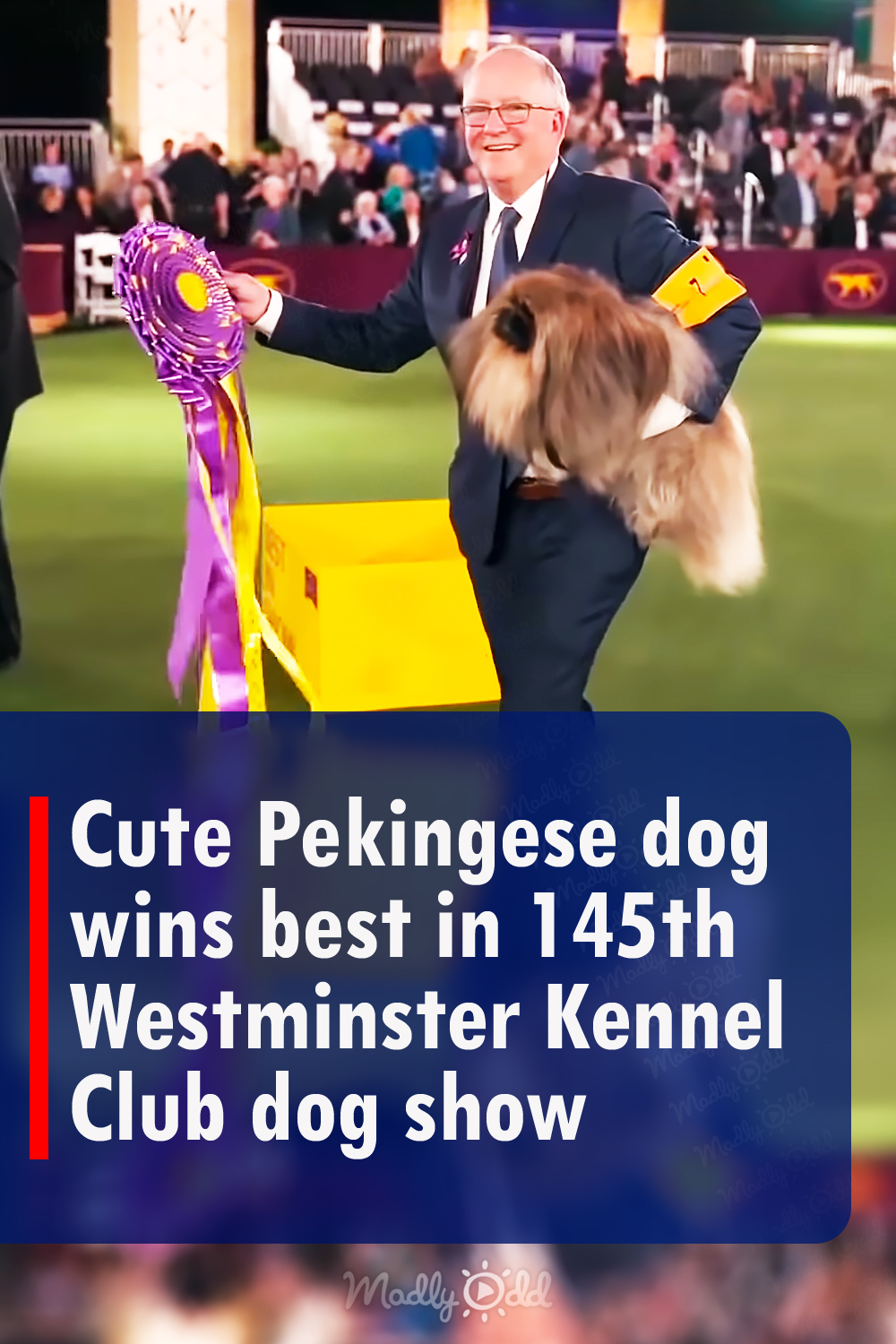 Cute Pekingese dog wins best in 145th Westminster Kennel Club dog show