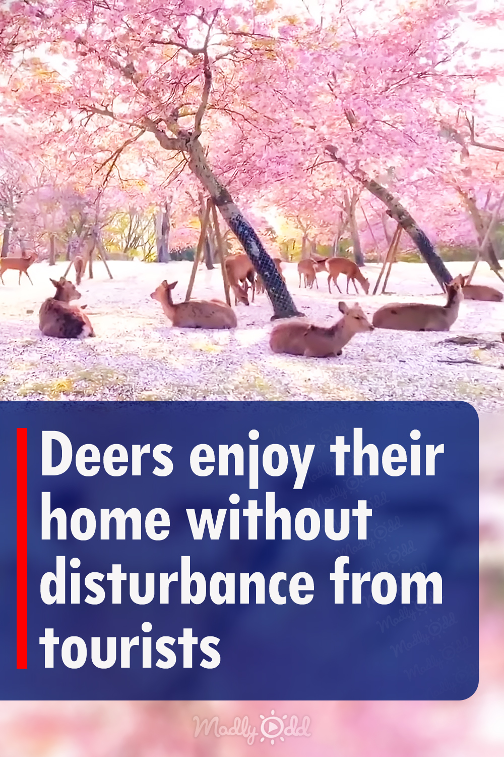 Deer enjoy their home without disturbance from tourists