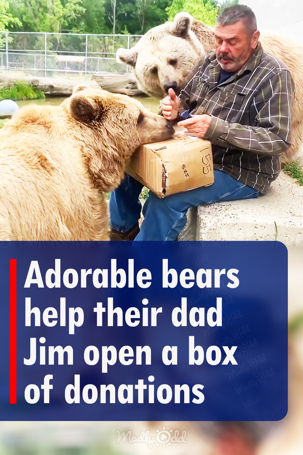 Adorable bears help their dad Jim open a box of donations