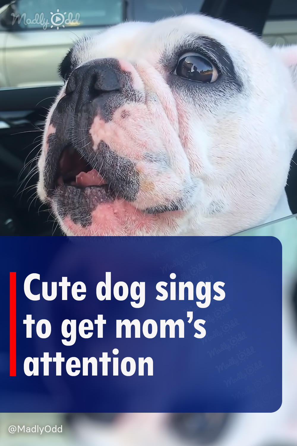 Cute dog sings to get mom’s attention