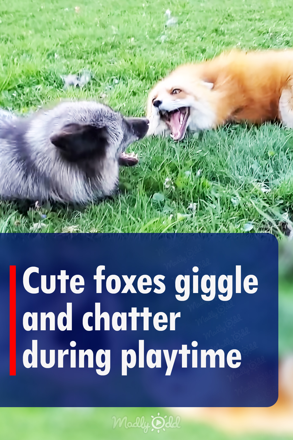 Cute foxes giggle and chatter during playtime