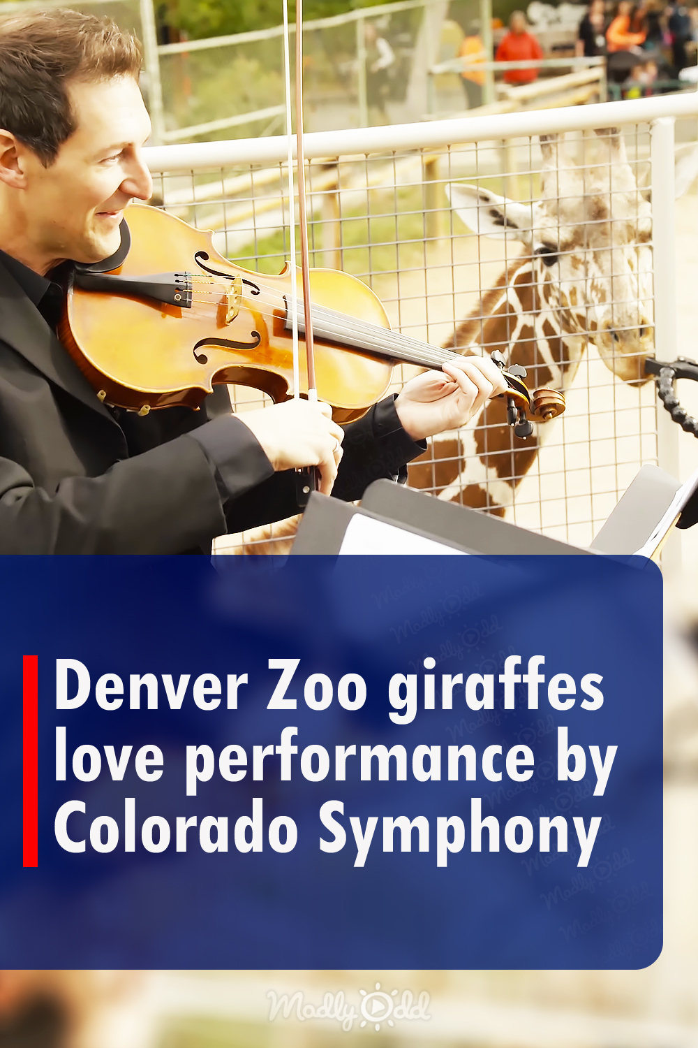 Denver Zoo giraffes love performance by Colorado Symphony