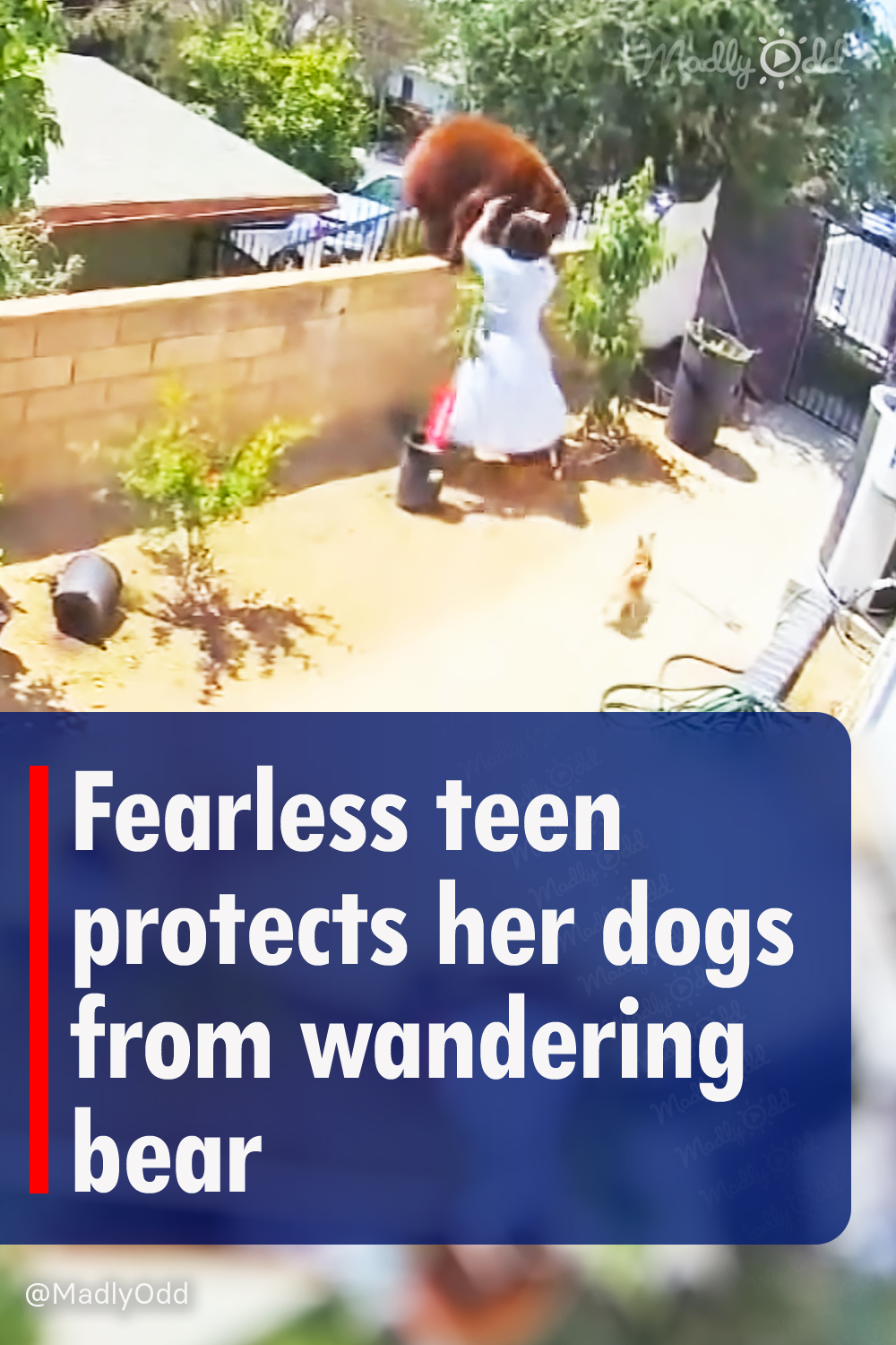 Fearless teen protects her dogs from wandering bear