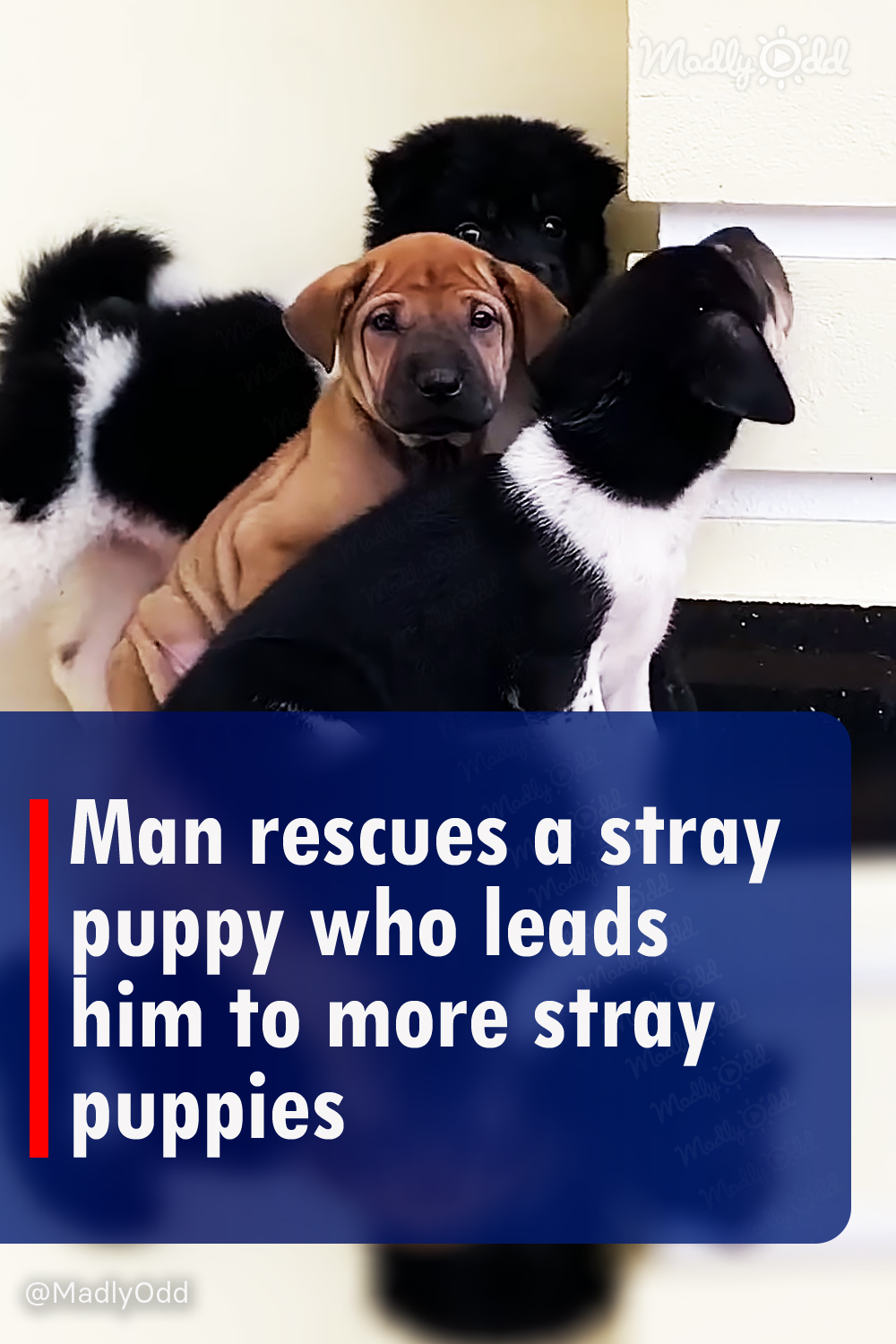 Man rescues a stray puppy who leads him to more stray puppies