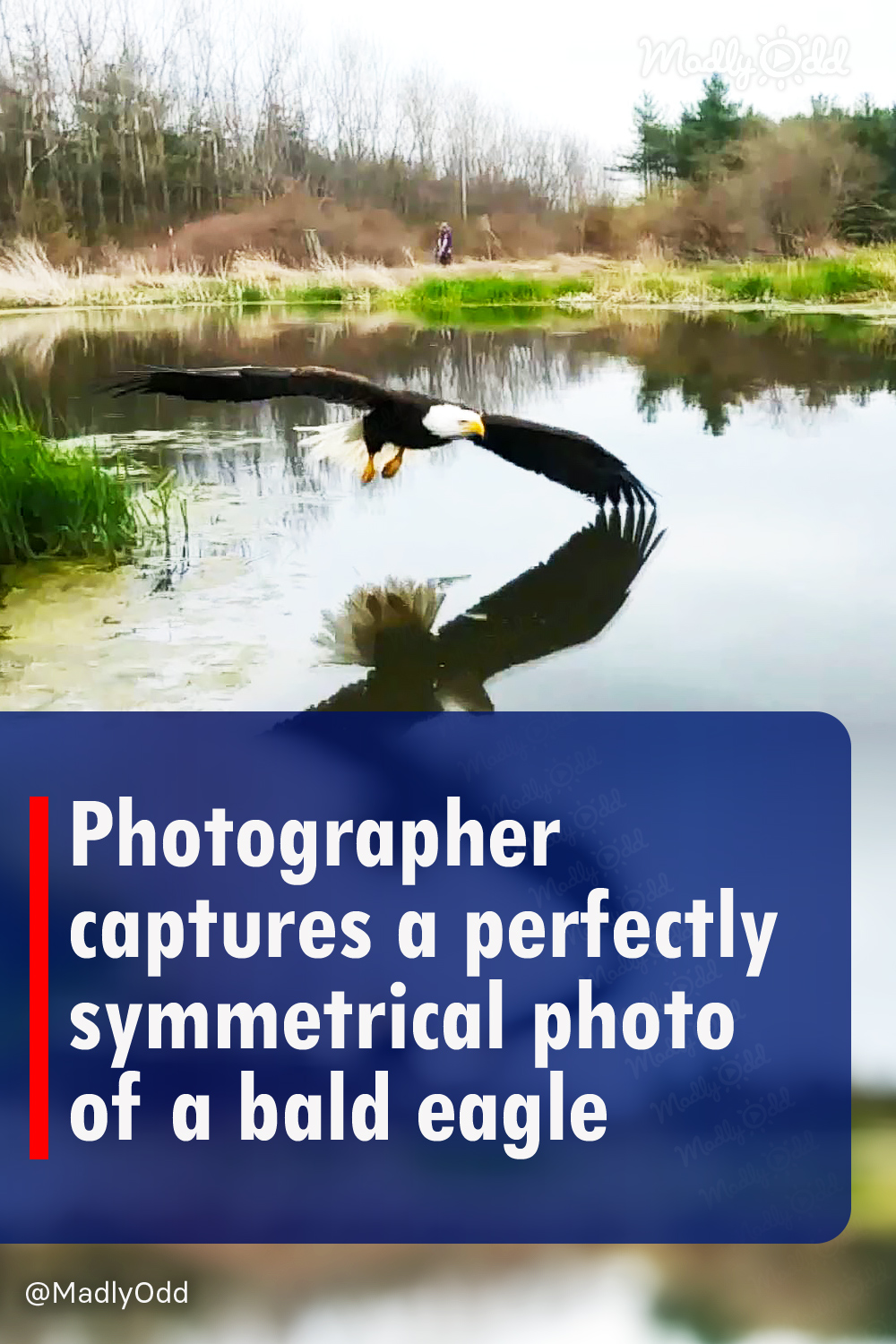 Photographer captures a perfect symmetrical photo of a bald eagle