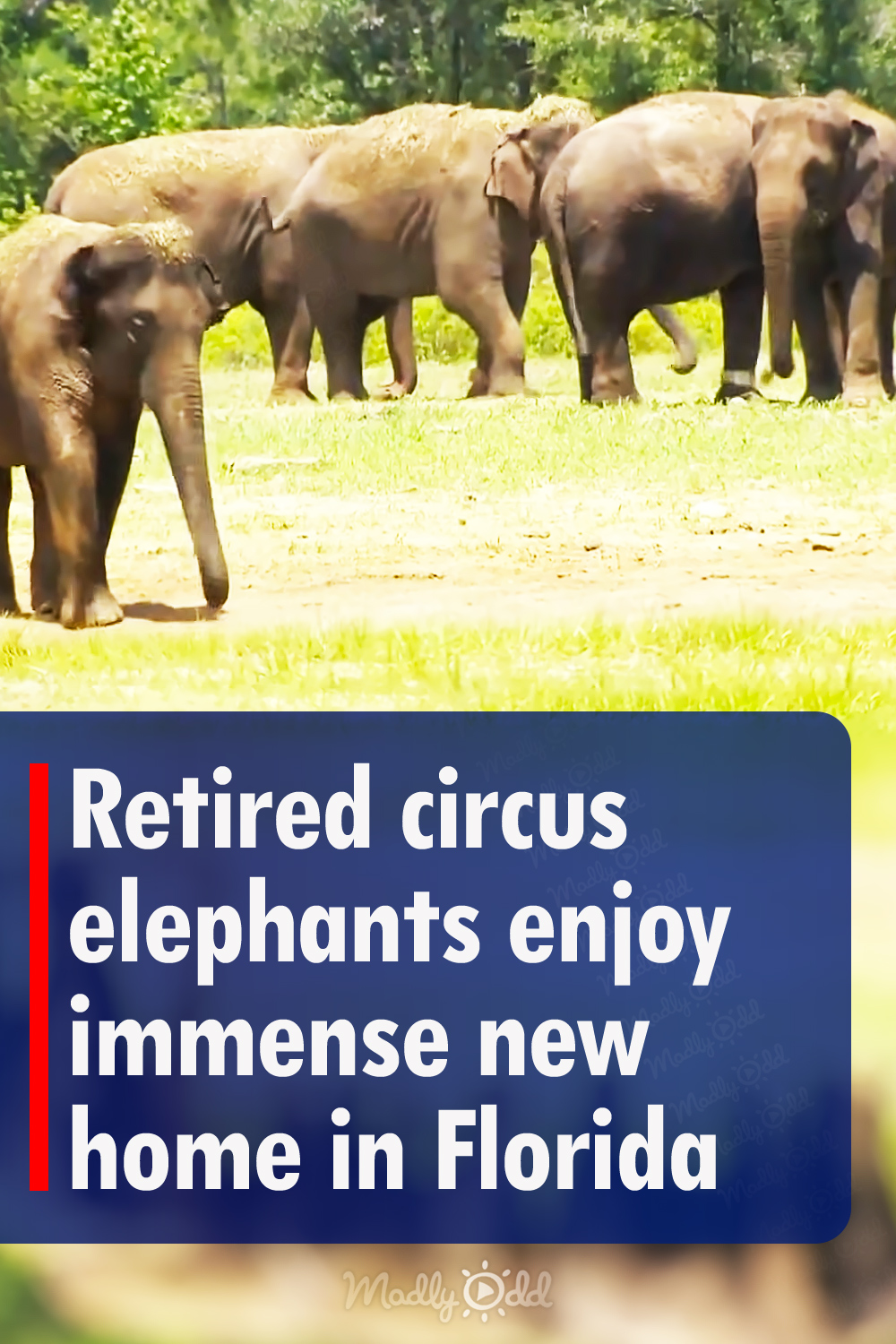 Retired circus elephants enjoy immense new home in Florida