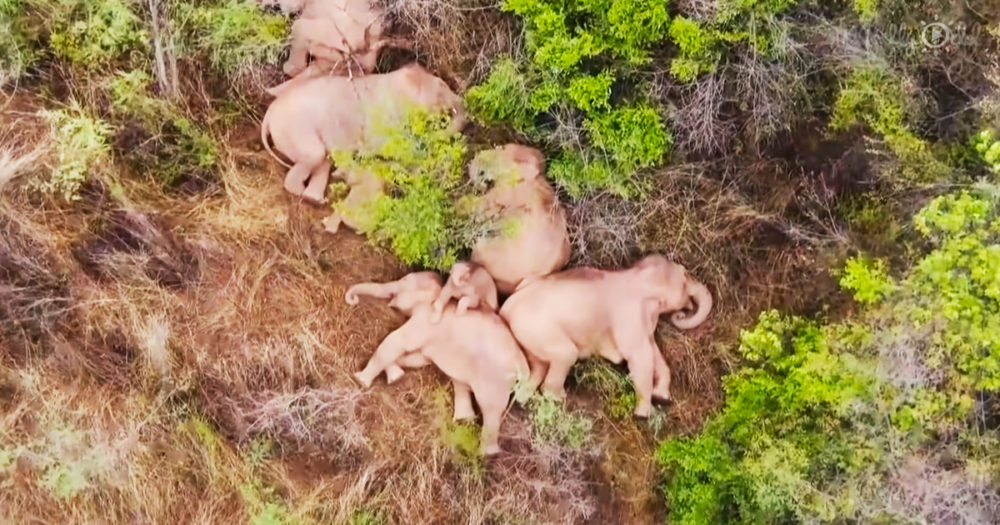 An elephant herd takes a nap, except for one mischievous child