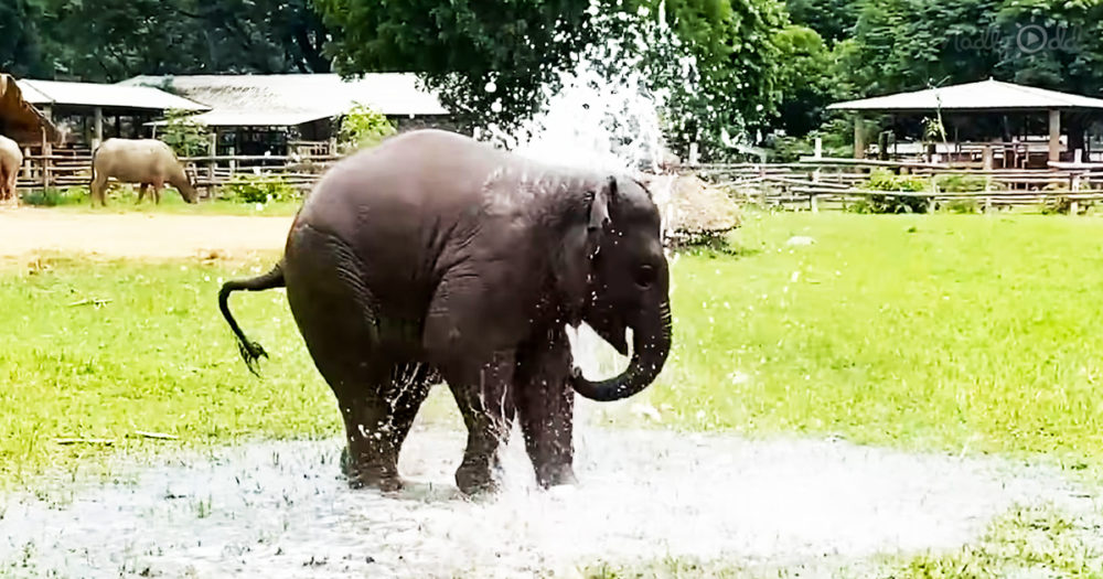 baby elephant enjoys water