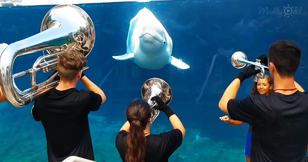 Beluga whale happily reacts to a brass performance from 7th Regiment