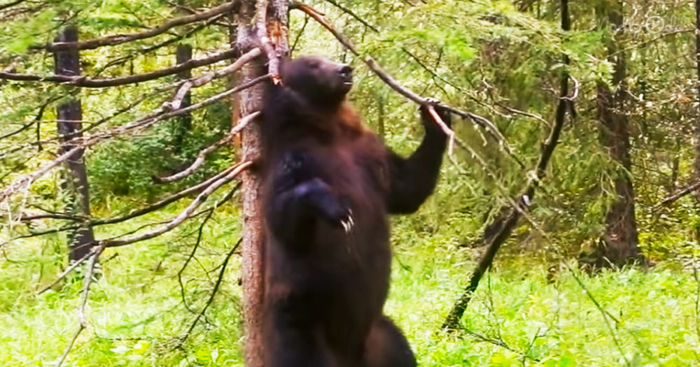 Adorable Bears dancing in the forest
