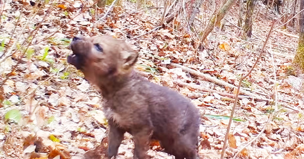 Voyageurs Wolf Project shows young pup howling for first time