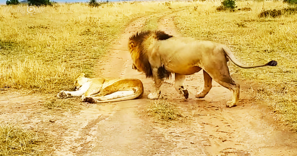 Lion tries to wake up a lioness