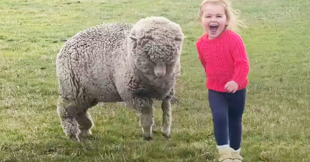 Orphaned lamb playing with toddler