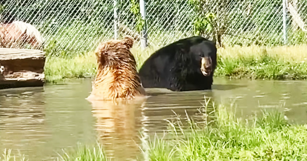 Orphan bears enjoy a lovely swim in cool waters