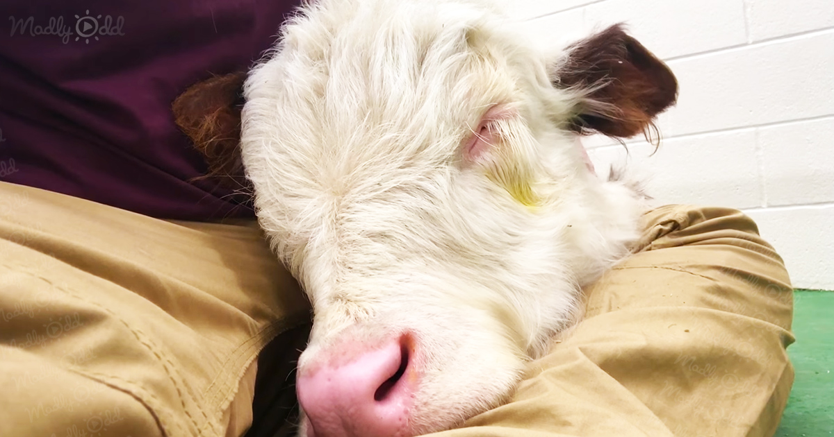 Adorable baby cow snores on his owner’s lap