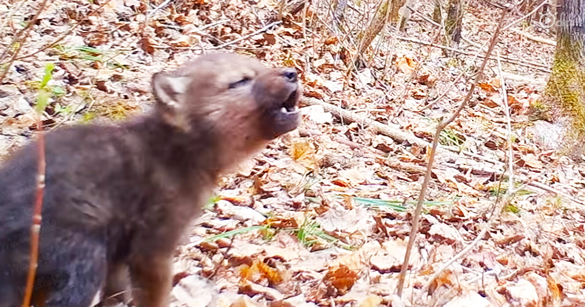 Voyageurs Wolf Project shows young pup howling for first time