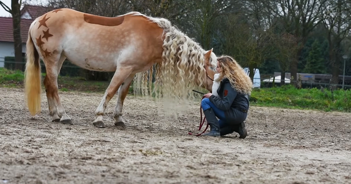 Haflinger horse and her owner have the same blonde curls