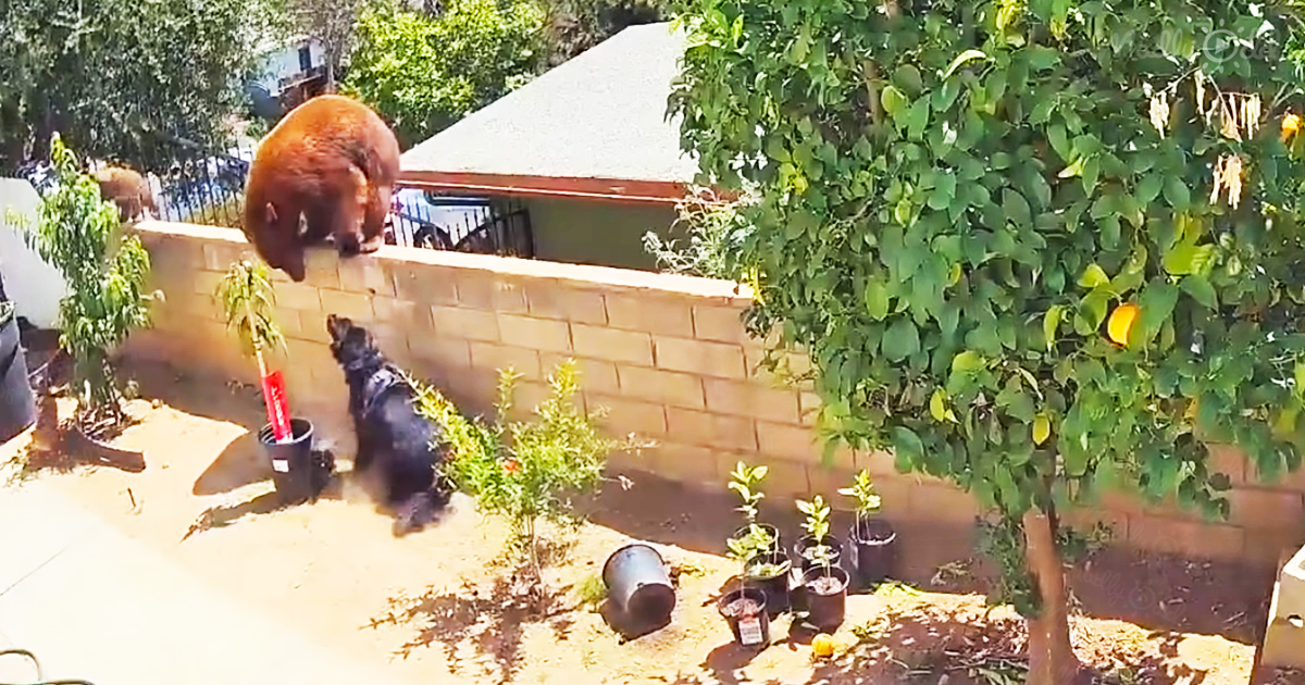 Lady shoves away bear to save dogs
