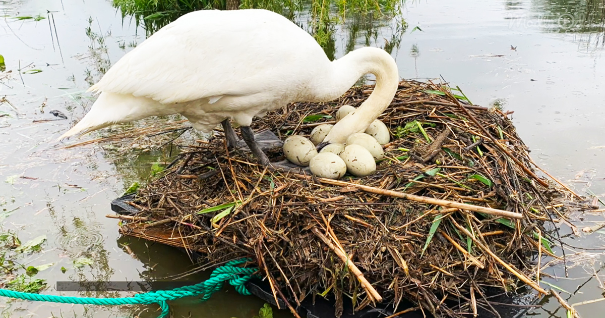 Man builds a raft to save swan’s eggs
