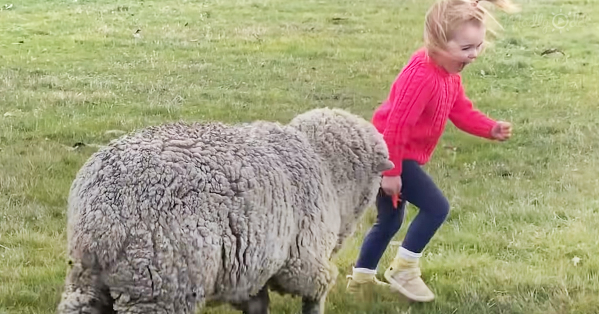 Orphaned lamb playing with toddler